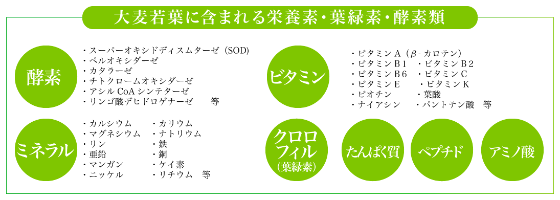 大麦若葉に含む栄養素